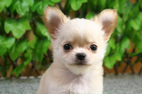 成約済の京都府のチワワ-22373の5枚目