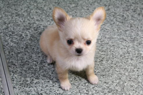 成約済の京都府のチワワ-22373の4枚目