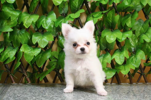 成約済の京都府のチワワ-22374の5枚目