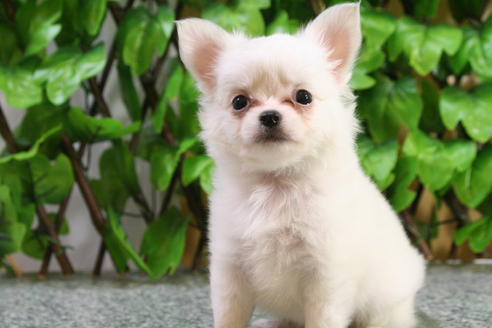 成約済の京都府のチワワ-22374の4枚目