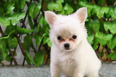 成約済の京都府のチワワ-22374の3枚目