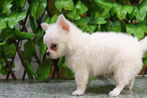 成約済の京都府のチワワ-22374の2枚目