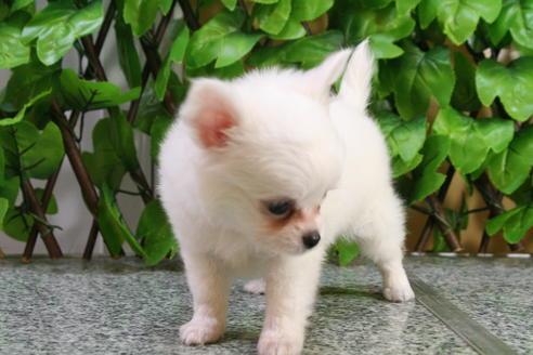 成約済の京都府のチワワ-22374の1枚目