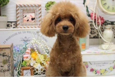 成約済の大阪府のトイプードル-22382の1枚目