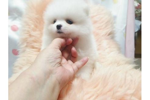 成約済の愛知県のポメラニアン-22383の1枚目