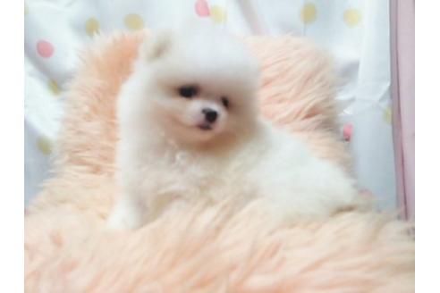 成約済の愛知県のポメラニアン-22384の1枚目