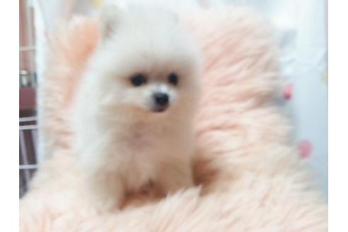 成約済の愛知県のポメラニアン-22385の3枚目