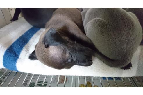 成約済の愛知県のイタリアングレーハウンド(イタグレ)-21311の1枚目