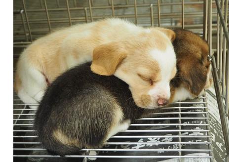 成約済の愛知県のビーグル-21305の2枚目