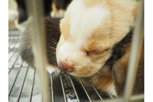 成約済の愛知県のビーグル-21305の1枚目