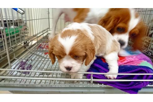 成約済の愛知県のキャバリアキングチャールズスパニエル-21302の1枚目