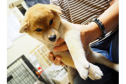 成約済の愛知県の柴犬-20297の2枚目