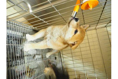 成約済の愛知県の柴犬-20297の1枚目