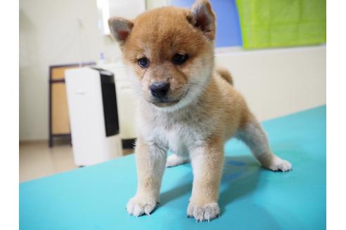成約済の愛知県の柴犬-21296の3枚目