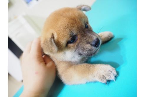成約済の愛知県の柴犬-21296の2枚目