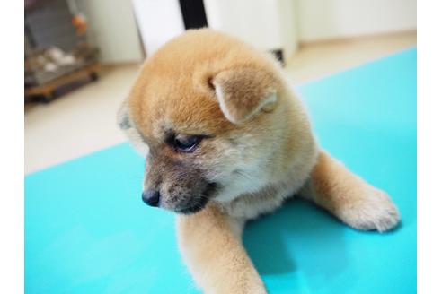 成約済の愛知県の柴犬-21296の1枚目