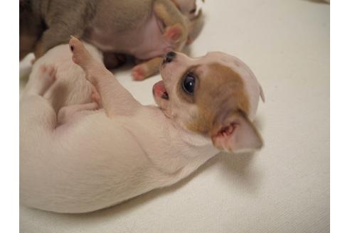 成約済の愛知県のチワワ-22402の3枚目