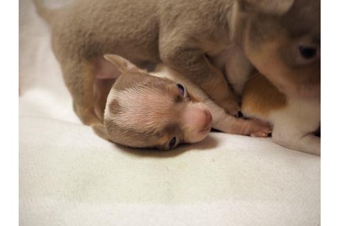 成約済の愛知県のチワワ-22404の1枚目