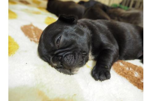 成約済の愛知県のフレンチブルドッグ-22405の3枚目