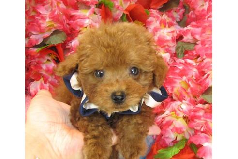 成約済の茨城県のトイプードル-22411の2枚目