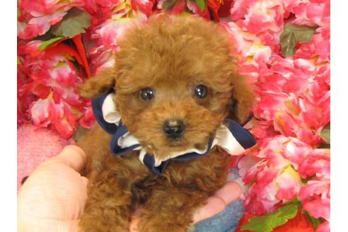 成約済の茨城県のトイプードル-22411の3枚目