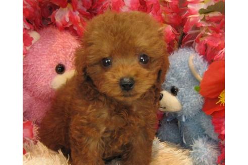 成約済の茨城県のトイプードル-22411の1枚目