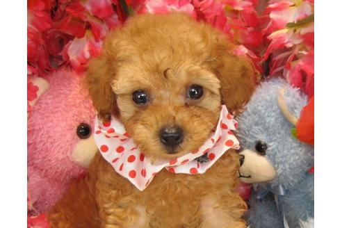 成約済の茨城県のトイプードル-22412の1枚目