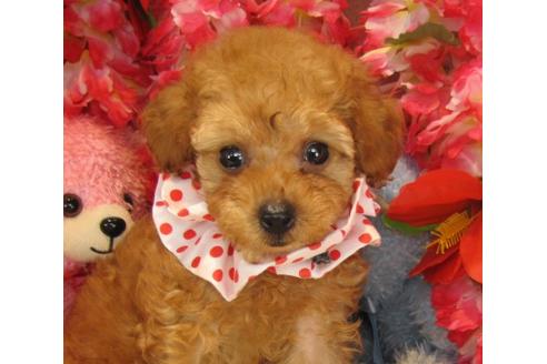 成約済の茨城県のトイプードル-22412の2枚目