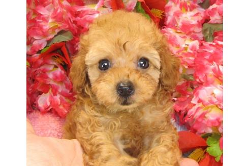 成約済の茨城県のトイプードル-22412の3枚目