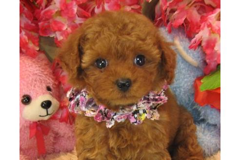 成約済の茨城県のトイプードル-22413の1枚目