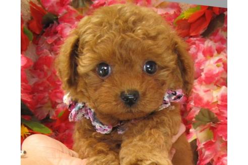 成約済の茨城県のトイプードル-22413の2枚目