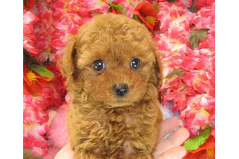 成約済の茨城県のトイプードル-22413の3枚目