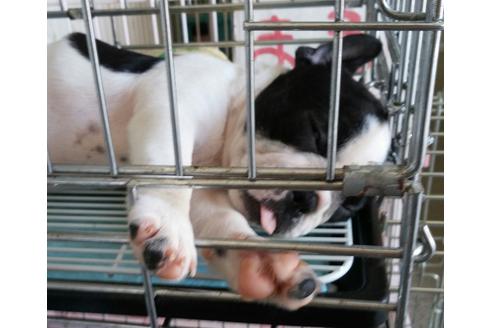 成約済の滋賀県のフレンチブルドッグ-22430の1枚目