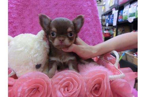 成約済の京都府のチワワ-22444の1枚目