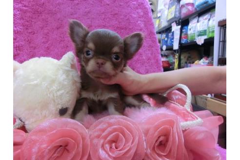 成約済の京都府のチワワ-22444の2枚目