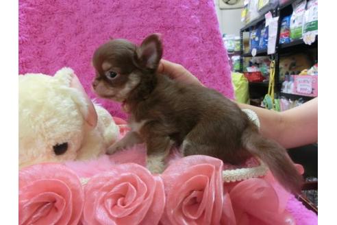 成約済の京都府のチワワ-22444の3枚目