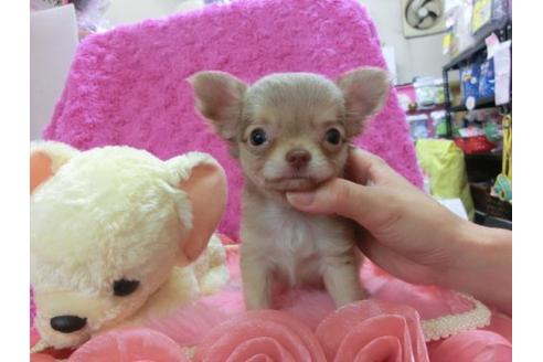 成約済の京都府のチワワ-22445の1枚目