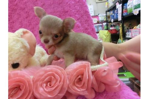 成約済の京都府のチワワ-22445の2枚目