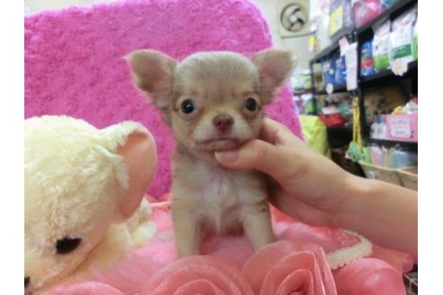 成約済の京都府のチワワ-22445の3枚目