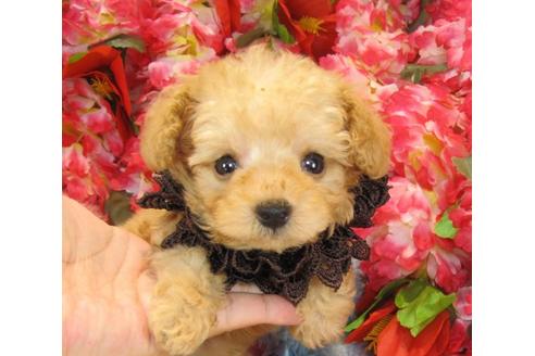 成約済の茨城県のトイプードル-22448の1枚目
