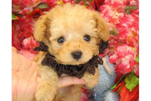 成約済の茨城県のトイプードル-22448の2枚目