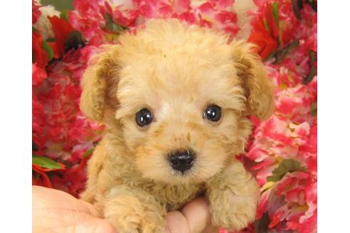 成約済の茨城県のトイプードル-22448の3枚目