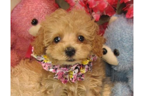 成約済の茨城県のトイプードル-22449の1枚目