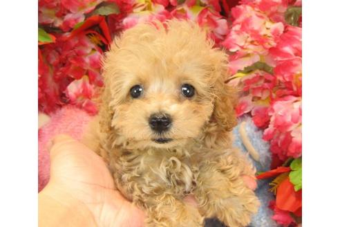 成約済の茨城県のトイプードル-22449の2枚目