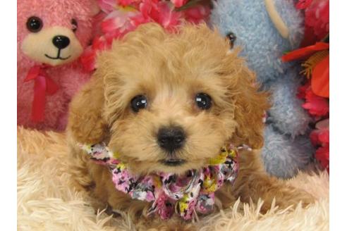 成約済の茨城県のトイプードル-22449の3枚目