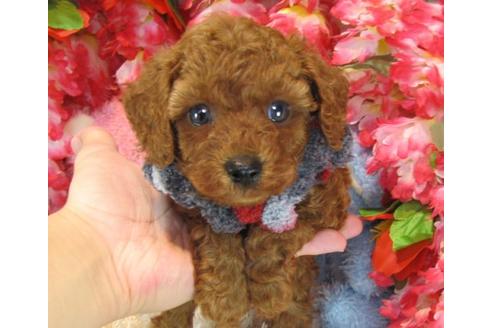 成約済の茨城県のトイプードル-22450の1枚目