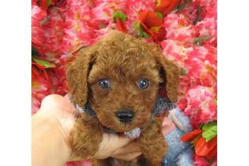 成約済の茨城県のトイプードル-22450の2枚目