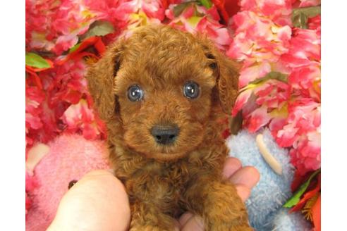 成約済の茨城県のトイプードル-22450の3枚目