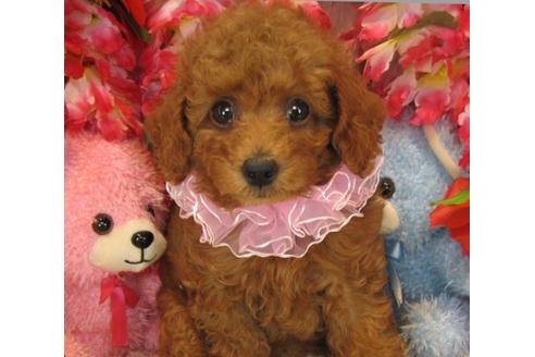 成約済の茨城県のトイプードル-22451の1枚目