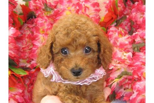 成約済の茨城県のトイプードル-22451の2枚目